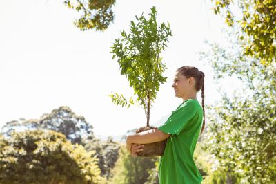 Fruit Tree Planting in Honolulu, HI