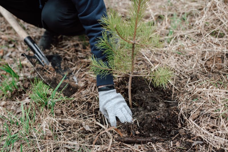 Maple Tree Planting in Ventura County, CA